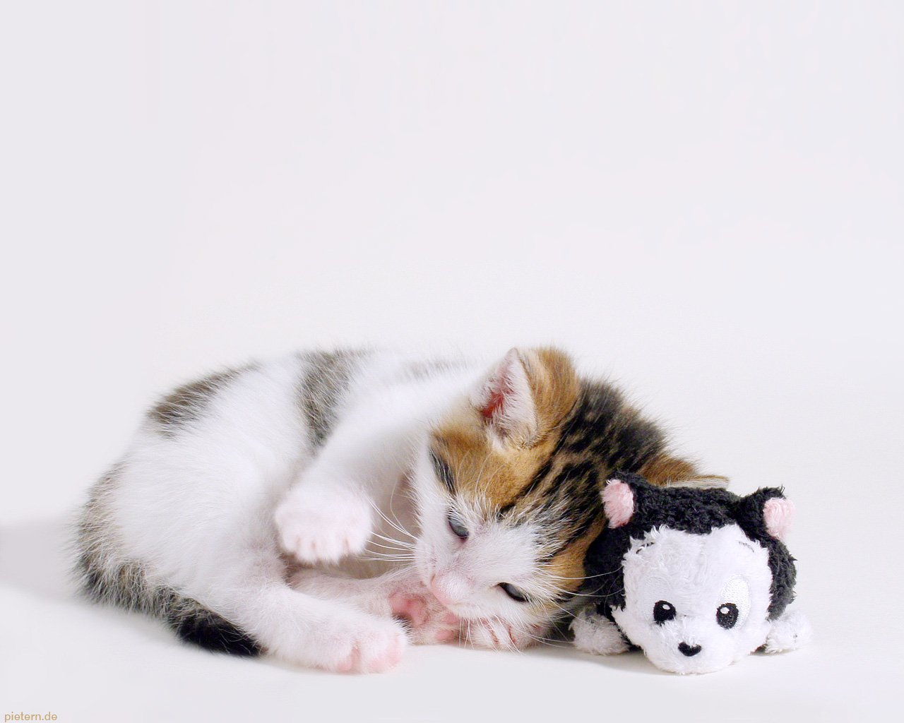 A small cat with white, brown, and black fur lies down next to a black and white cat-shaped plush toy against a white background.
