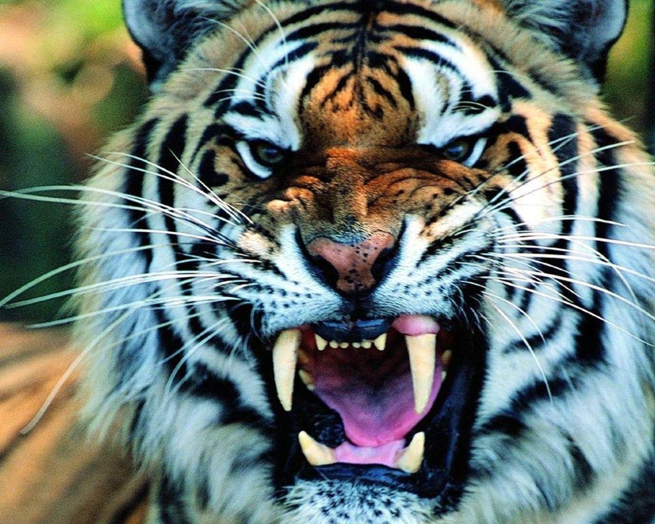 A close-up of a fierce tiger with bared teeth and bright blue eyes, showcasing its striking fur pattern and intense expression amidst a natural background.