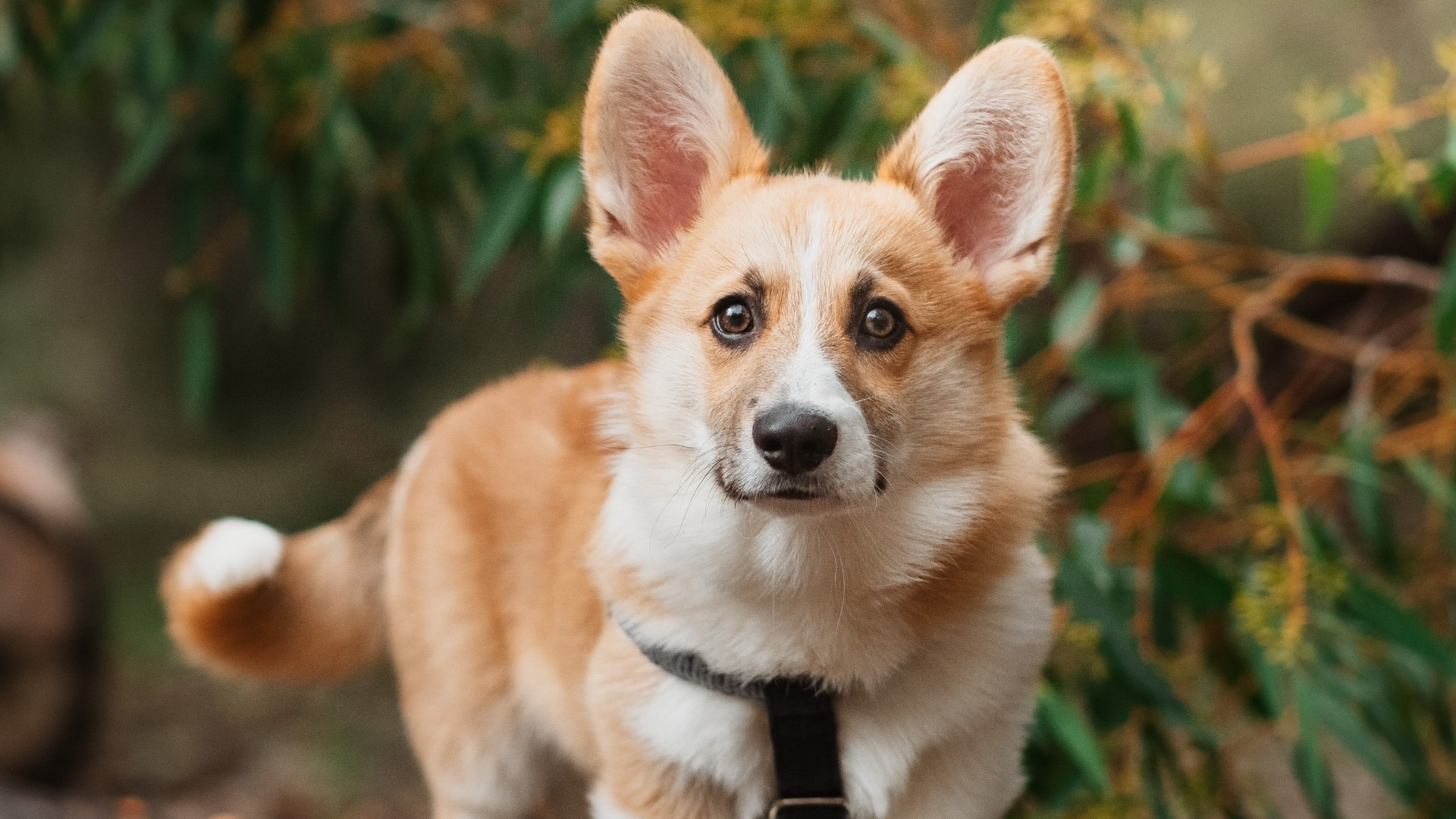 Corgi Picture by Ivana La - Image Abyss