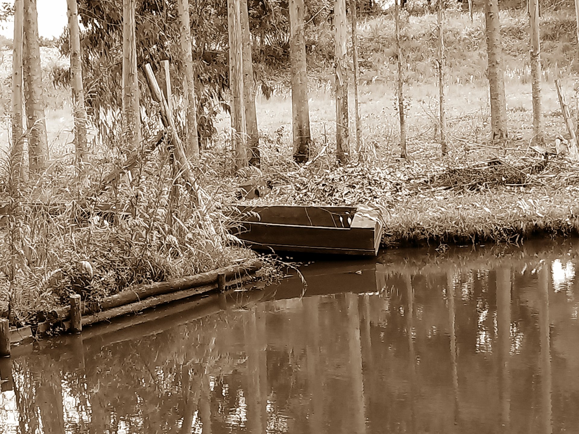  The Gloomy Wine Forest