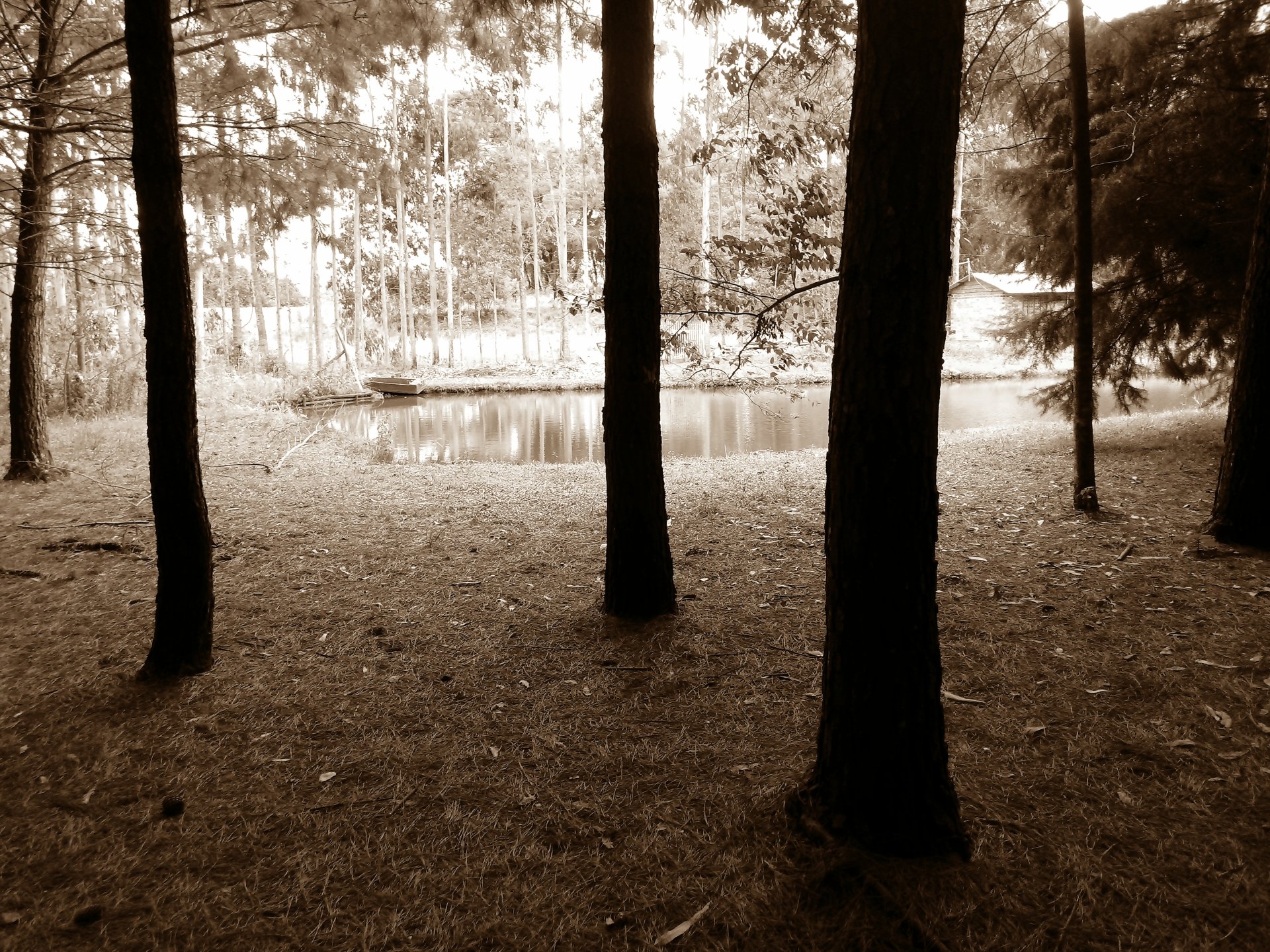  The Gloomy Wine Forest Pond