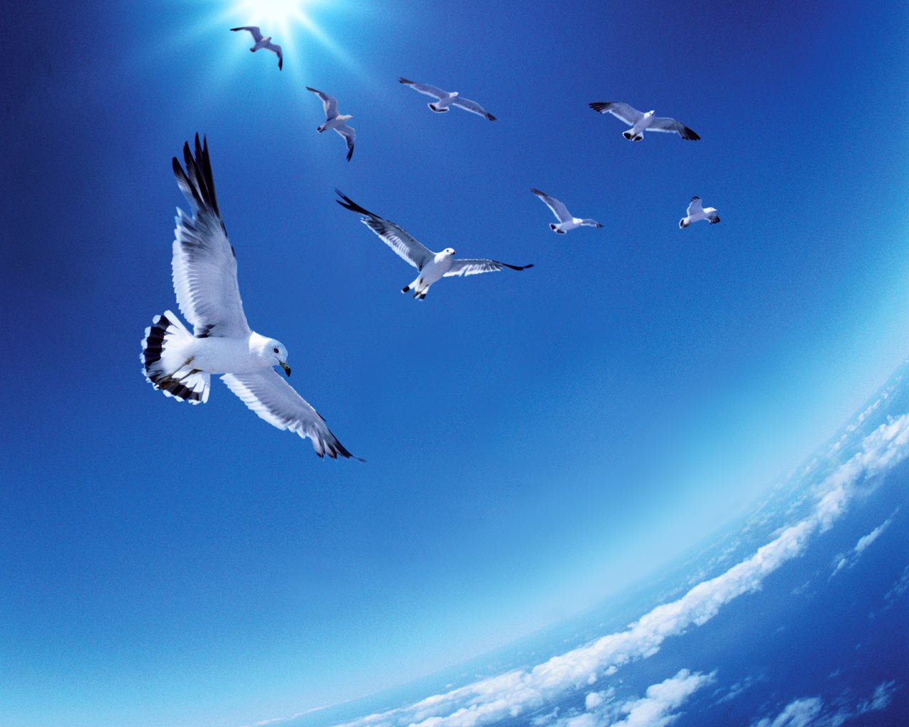 A group of seagulls soars gracefully against a bright blue sky, their wings spread wide as they navigate the serene atmosphere above the clouds.