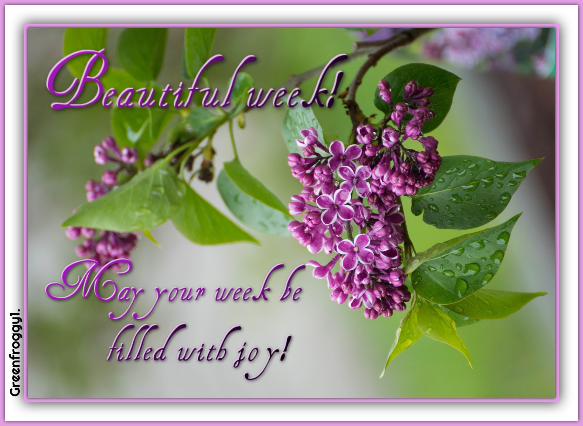 BEAUTIFUL WEEK by GREENFROGGY1