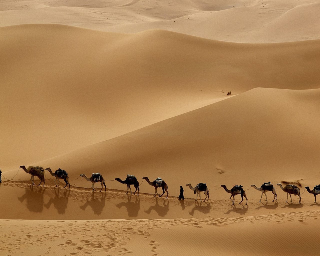 Animal camel Image