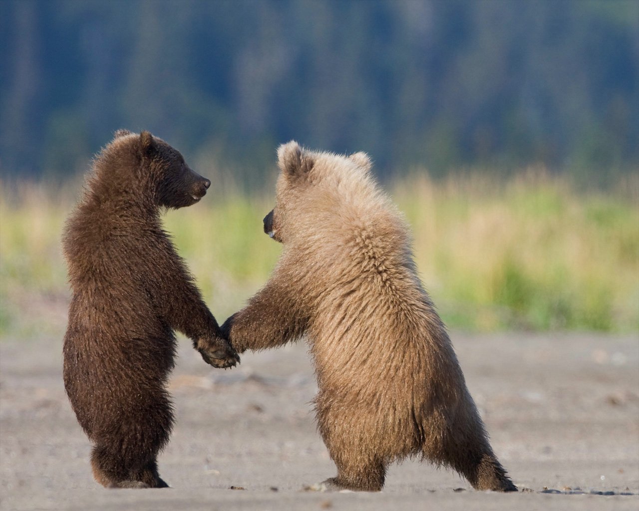 Alaska Animal bear Image