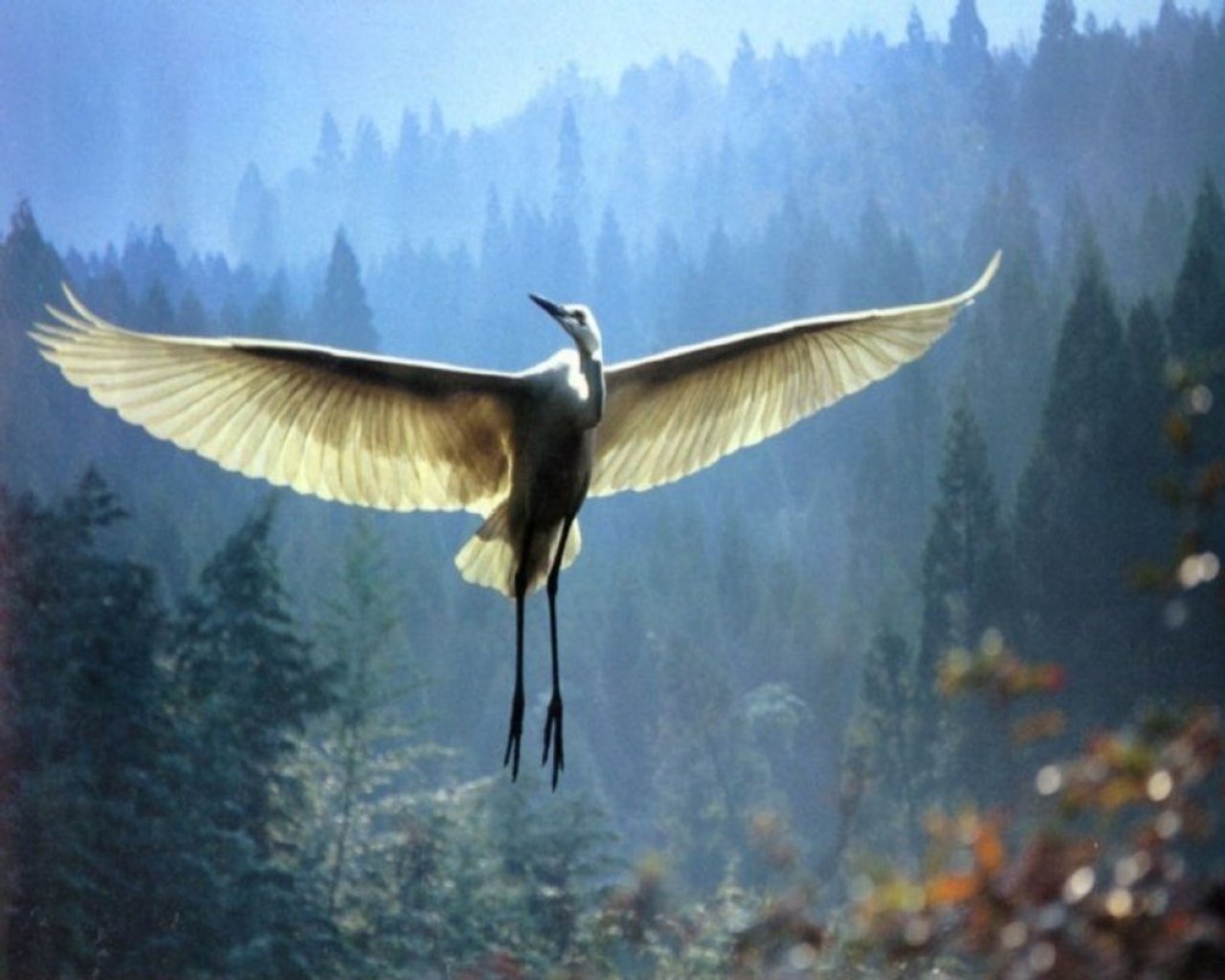 An egret spreads its wings mid-flight against a backdrop of misty, forested mountains.