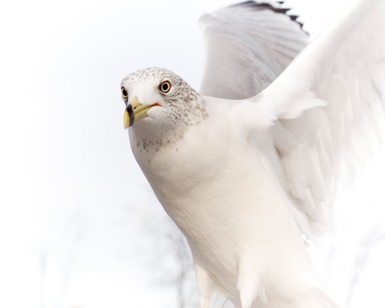 A close-up of a seagull in flight, showcasing its white feathers and distinctive markings. The bird's keen eyes and wings are spread wide against a soft background.