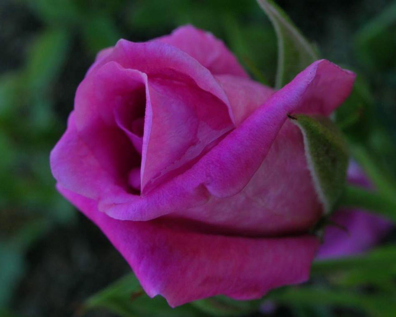A close-up of a vibrant red rose bud surrounded by green leaves in a natural outdoor setting.