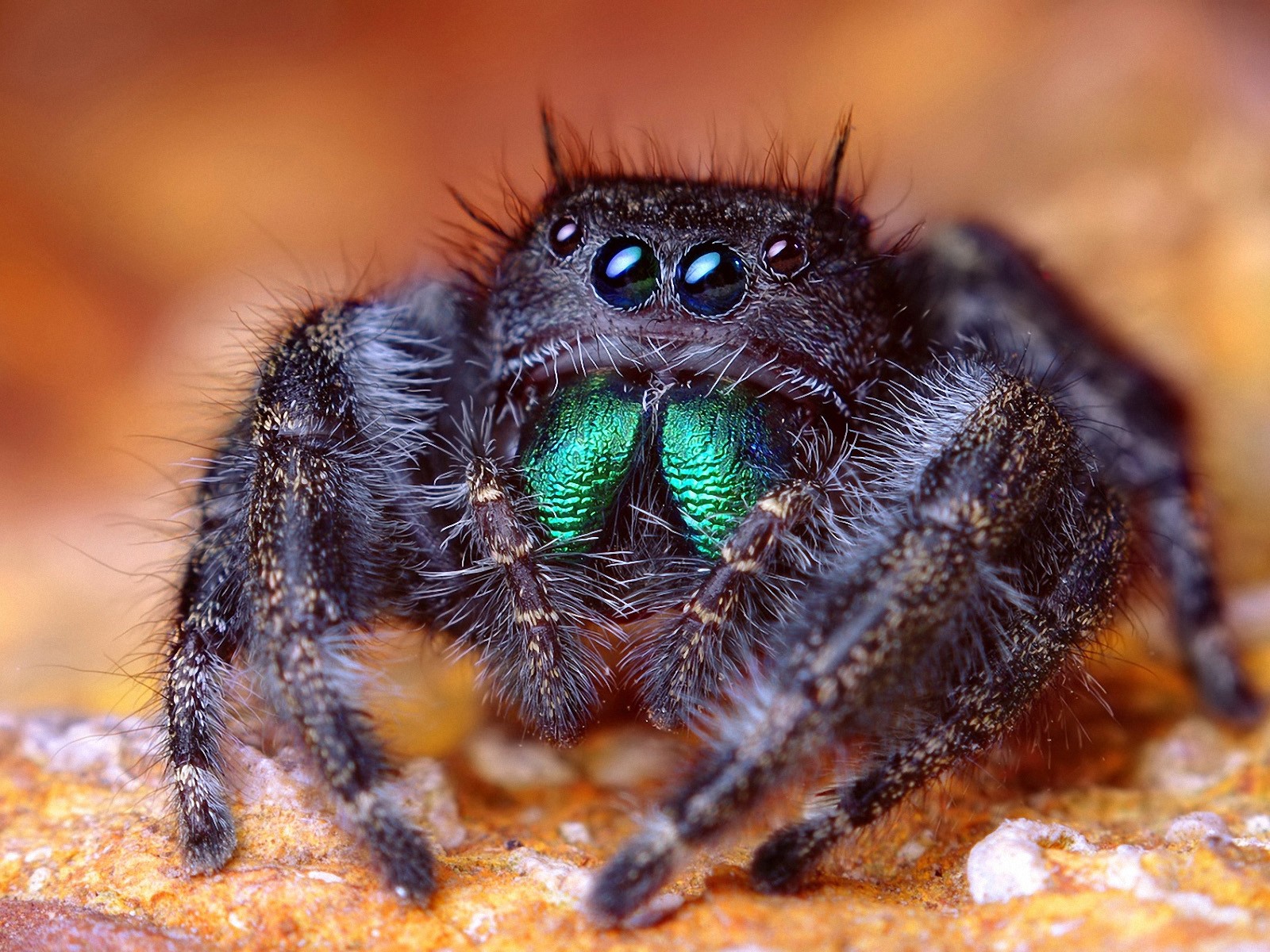 Jumping Spider Picture