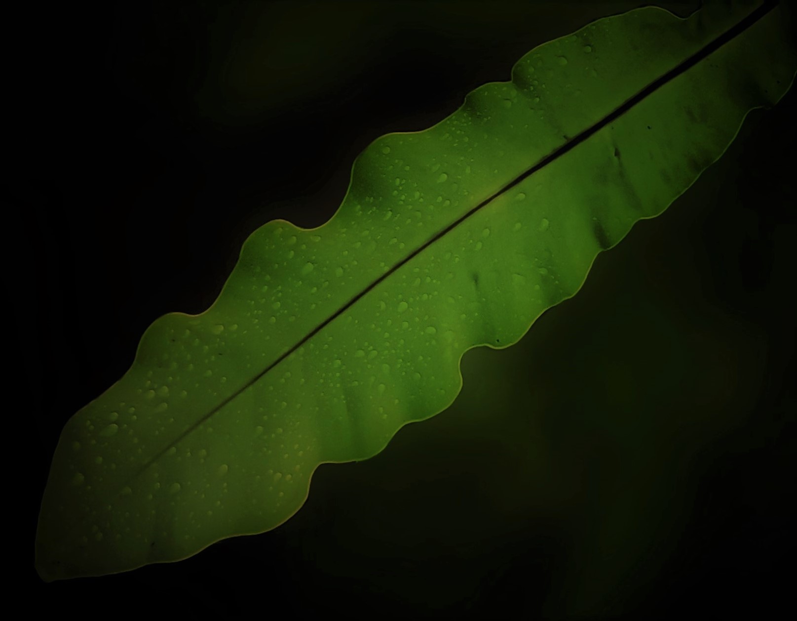 Japanese Bird'sNest by CN10236 Image Abyss