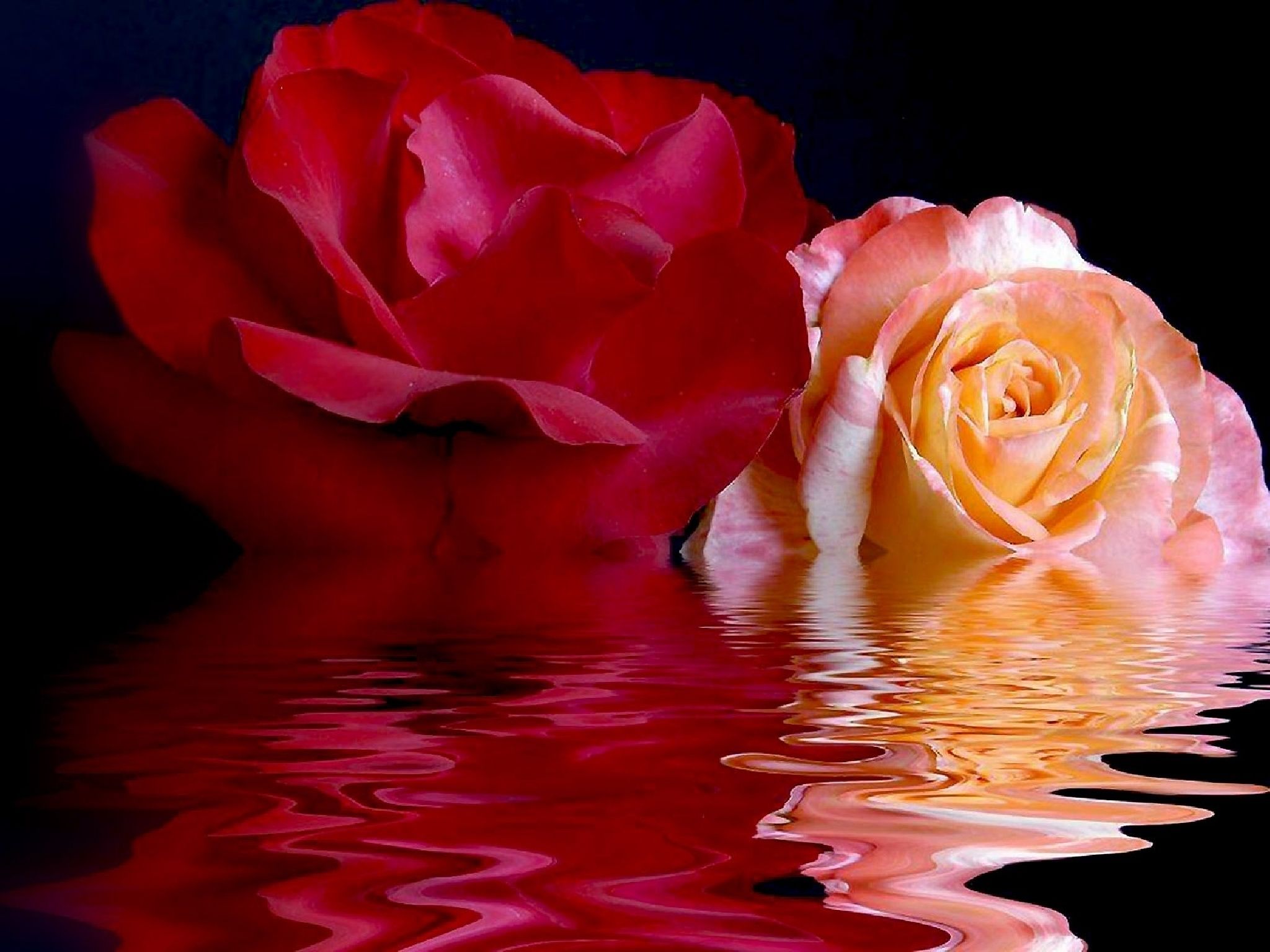 red and pink valentine's roses with reflection - Image Abyss