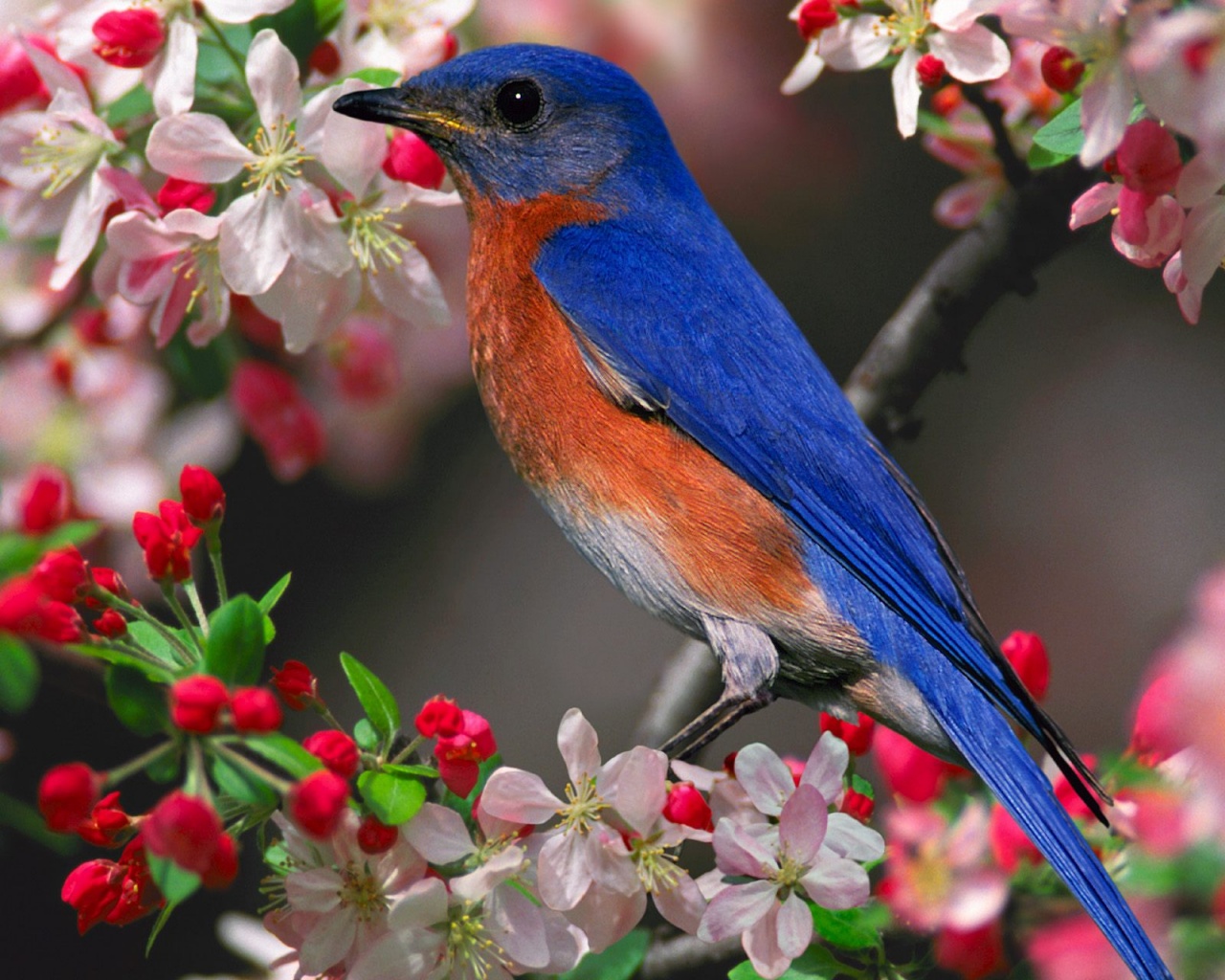 bluebird on a tree limb