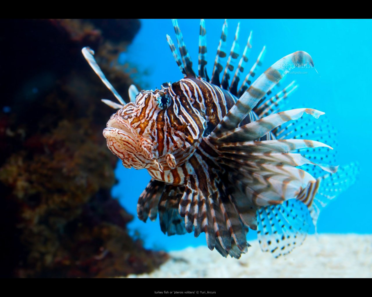 Animal lionfish Image