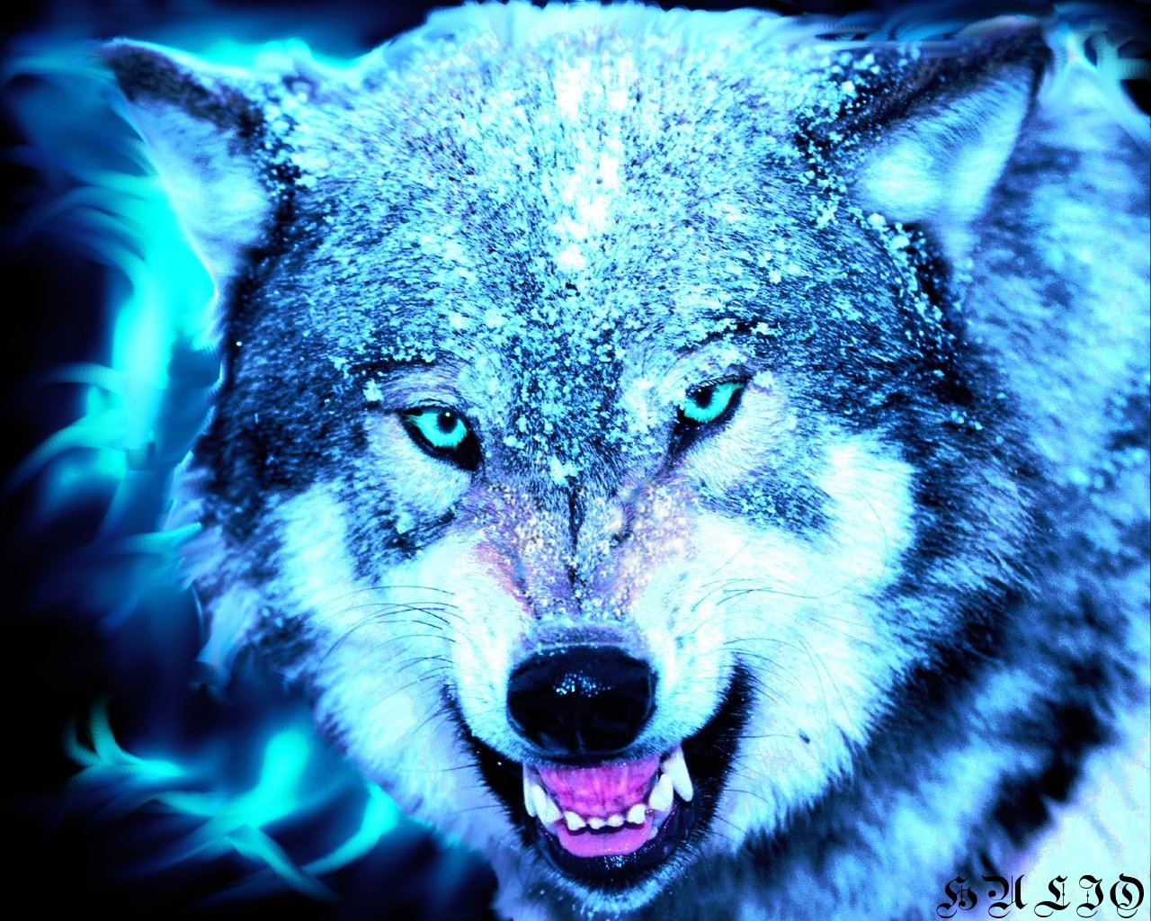 Animal wolf Image