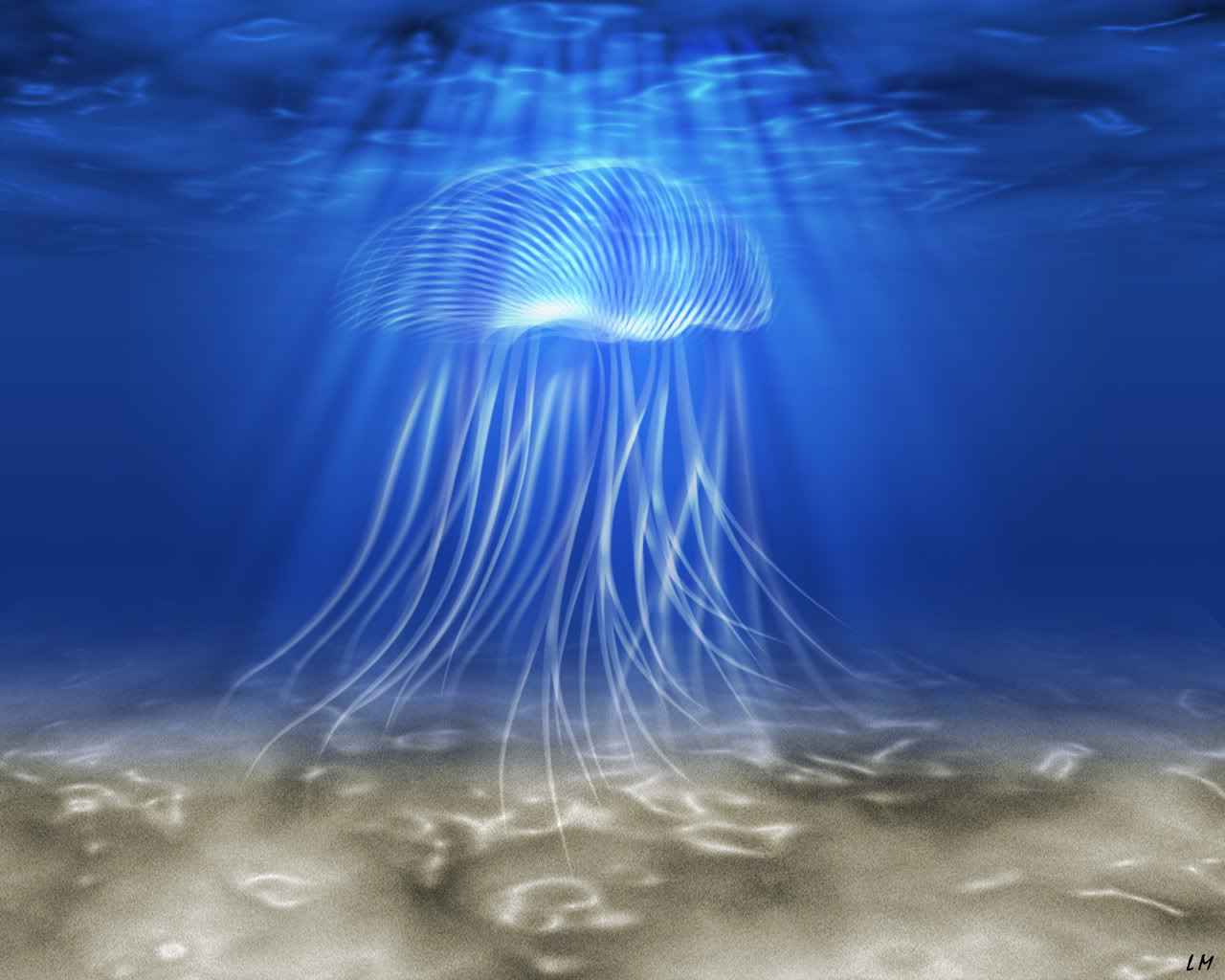 Jellyfish Picture - Image Abyss