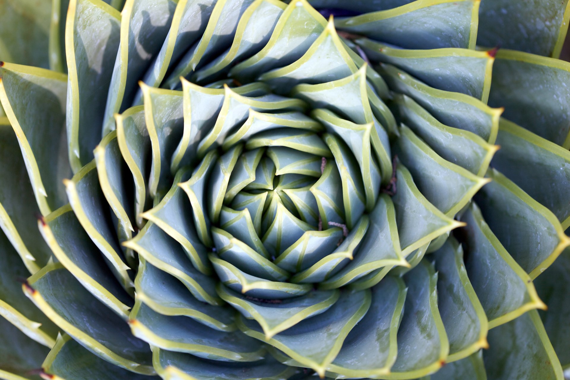  Spiriling Succulent Plant Leaves by Jeremy Brooks