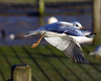Preview Image 476872