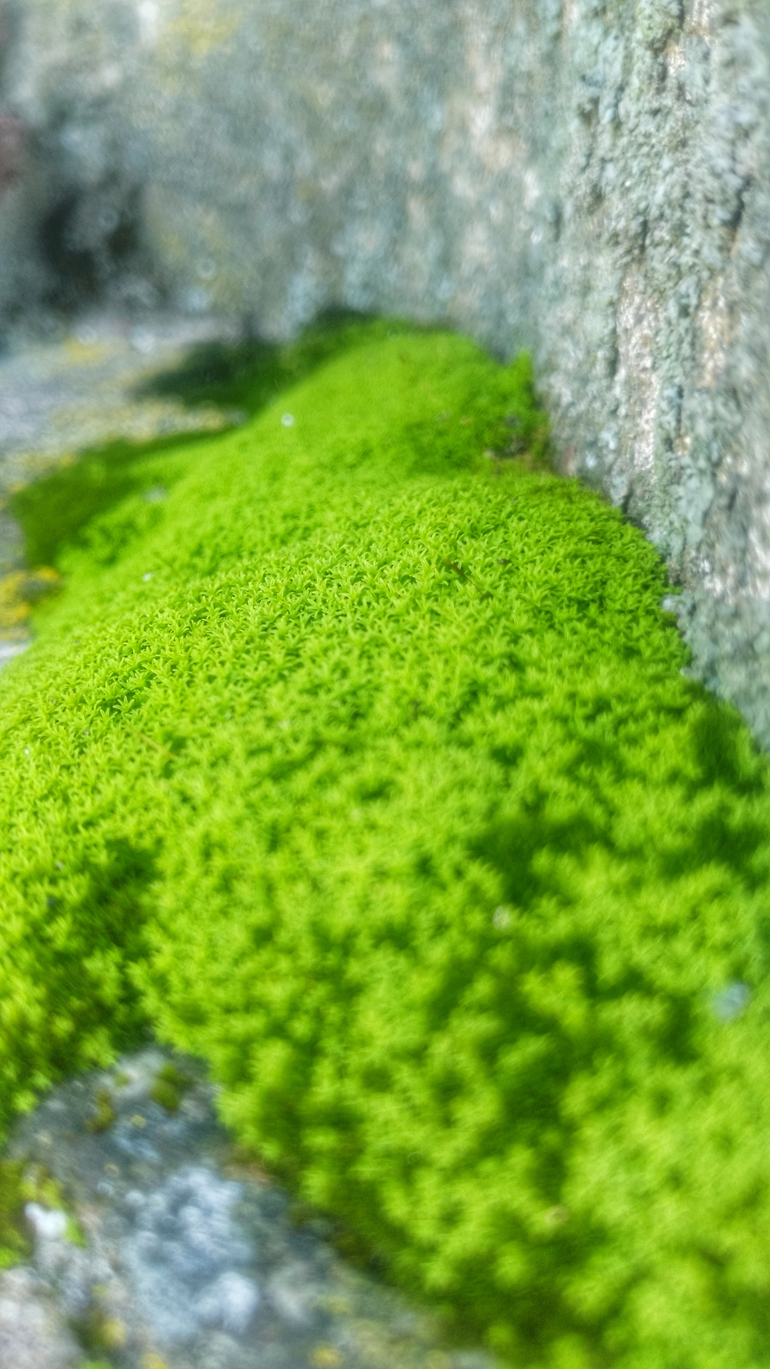 Mold green by leolim06