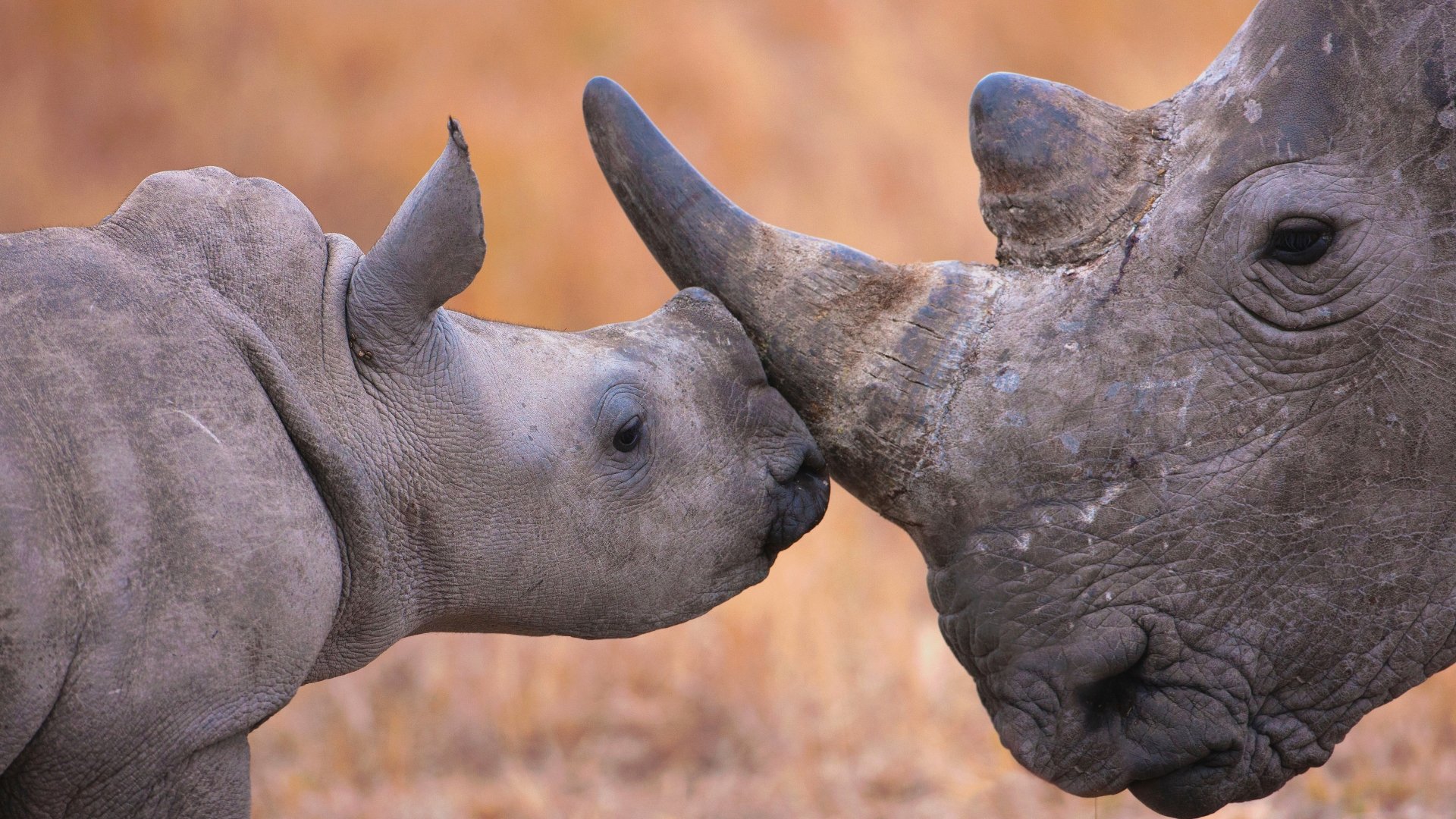  Baby white rhinoceros and mother, Hluhluwe–Imfolozi Park, South Africa by Martin Harvey