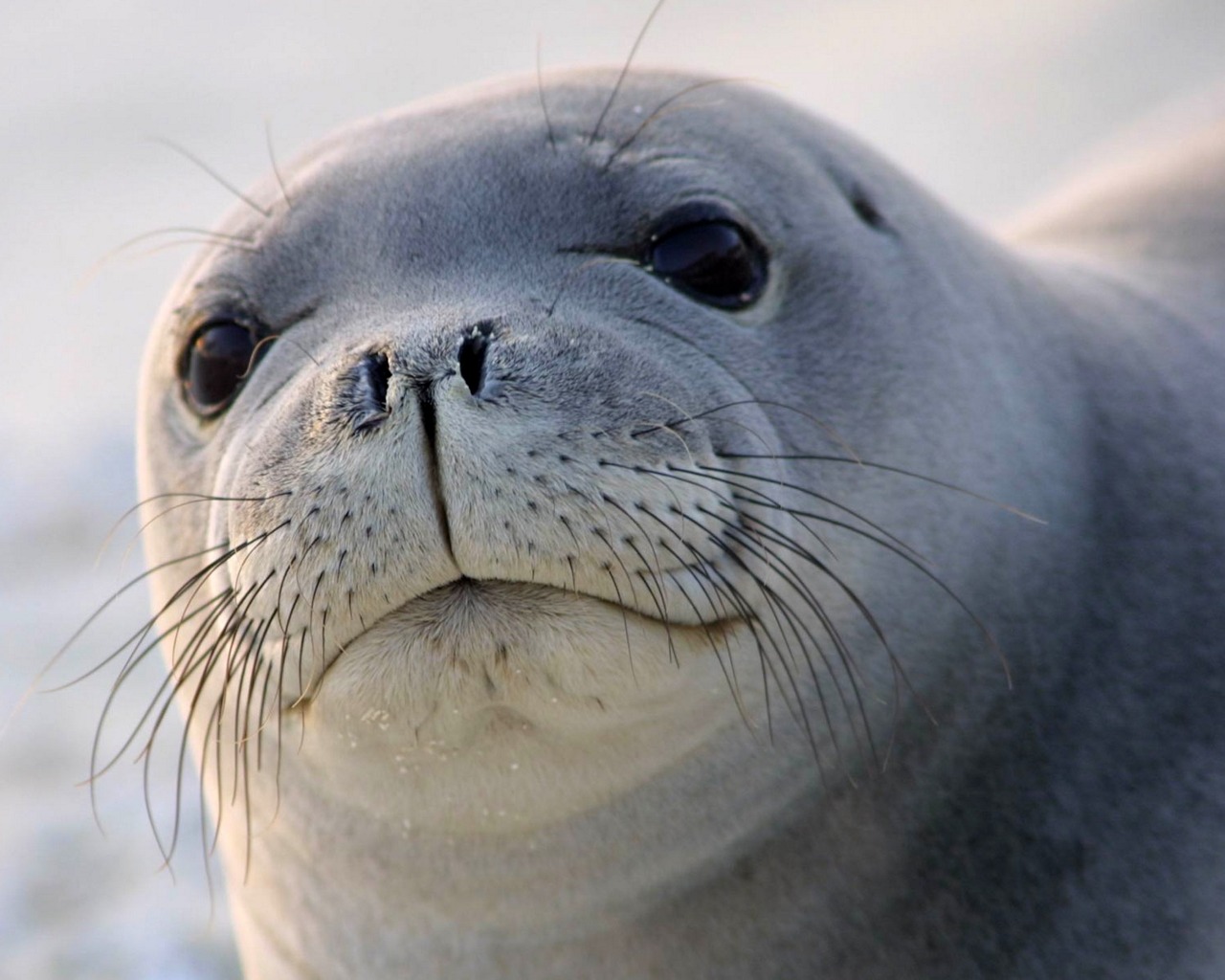 Seal Picture
