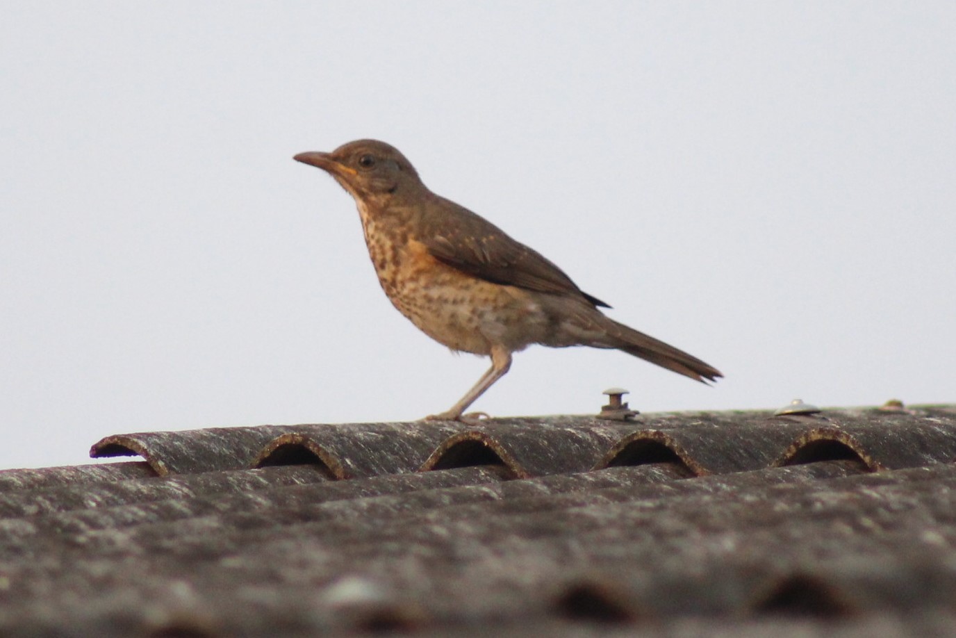 African Thrush on Rooftop by Latunji