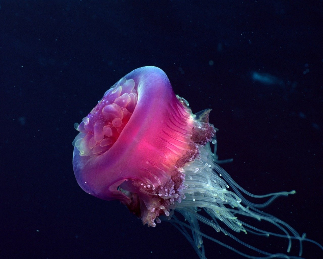 A vibrant jellyfish glides gracefully through the dark waters, showcasing its delicate, flowing tentacles and luminous pink coloration.