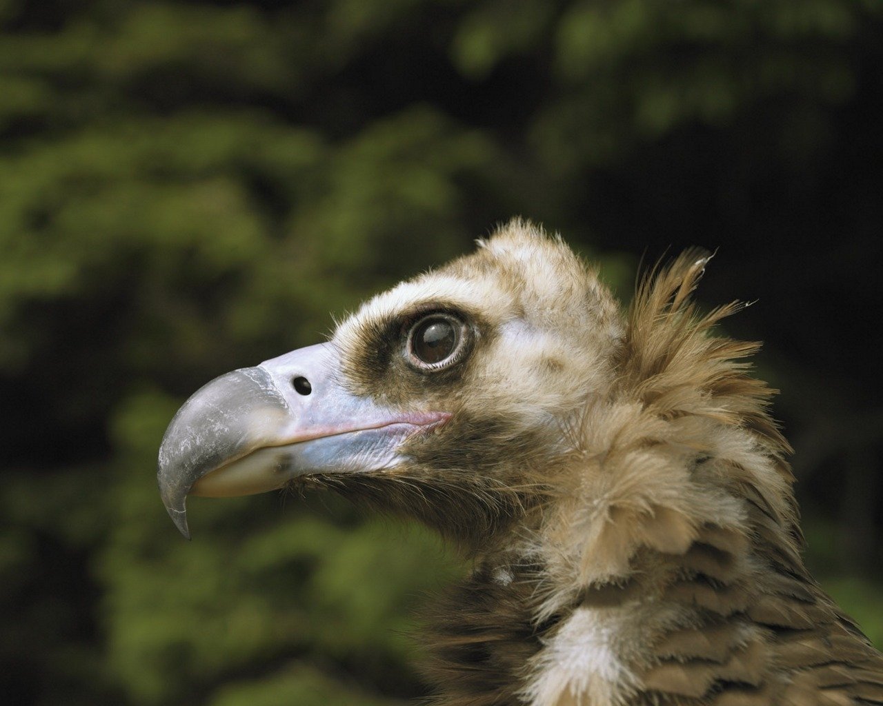 Animal vulture Image