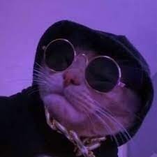  Cool Swag Cat Avatar
