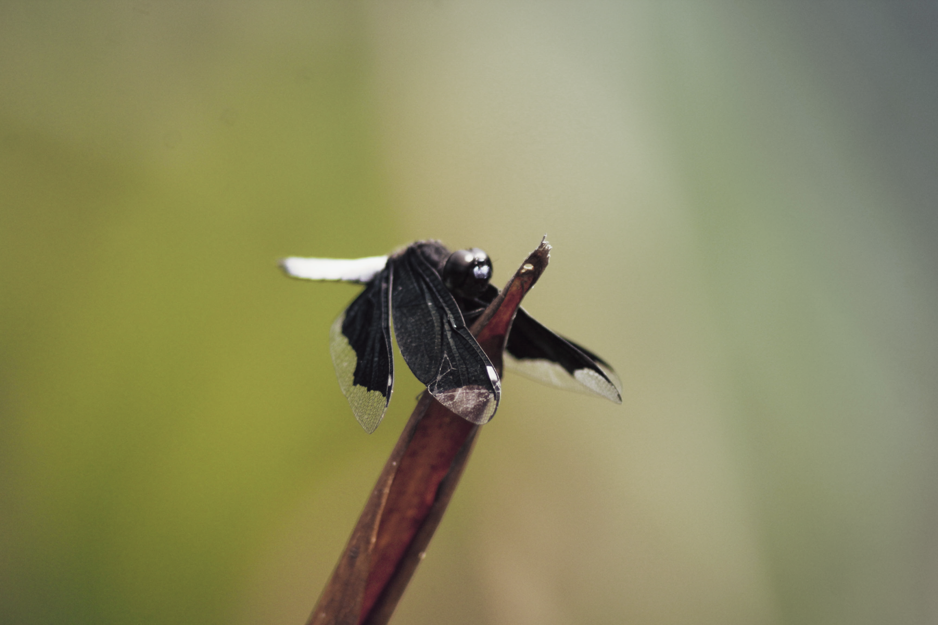 insect Animal dragonfly Image
