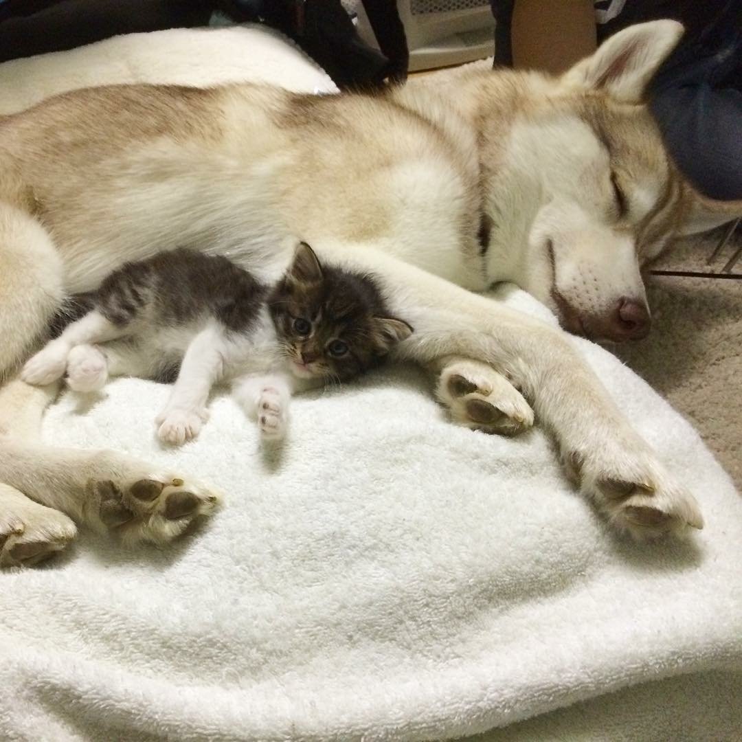 A sleeping husky cuddles with a playful kitten, showcasing a sweet moment of friendship between the two animals. The cozy scene highlights the bond between cats and dogs.