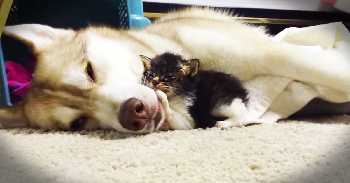 A playful kitten snuggles against a relaxed husky, showcasing a heartwarming bond between these two animals on a cozy blanket.