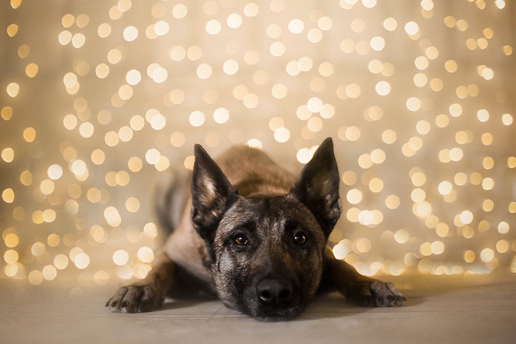 dog Animal Belgian Malinois Image