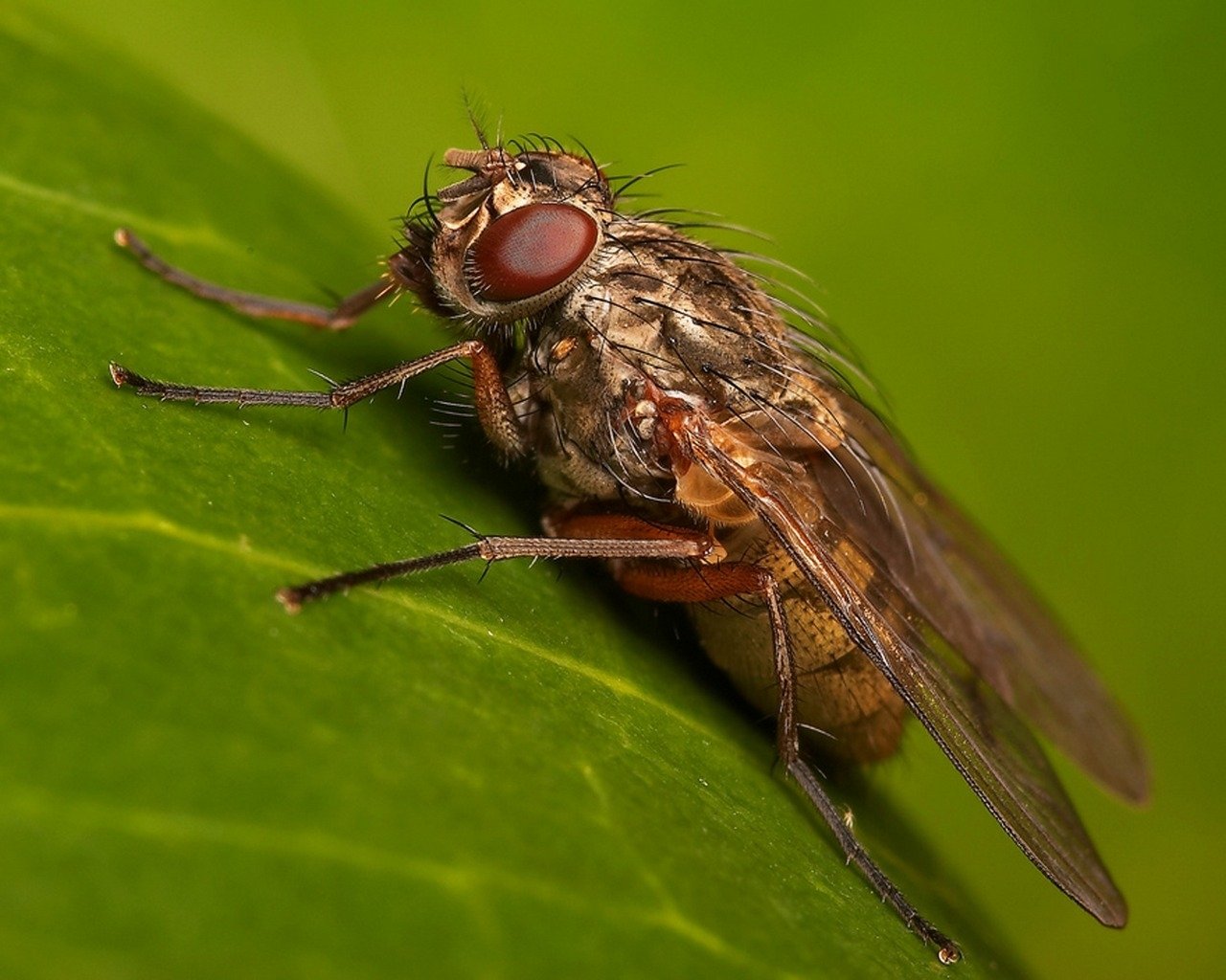 Animal fly Image