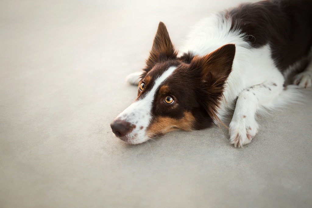 dog Animal border collie Image