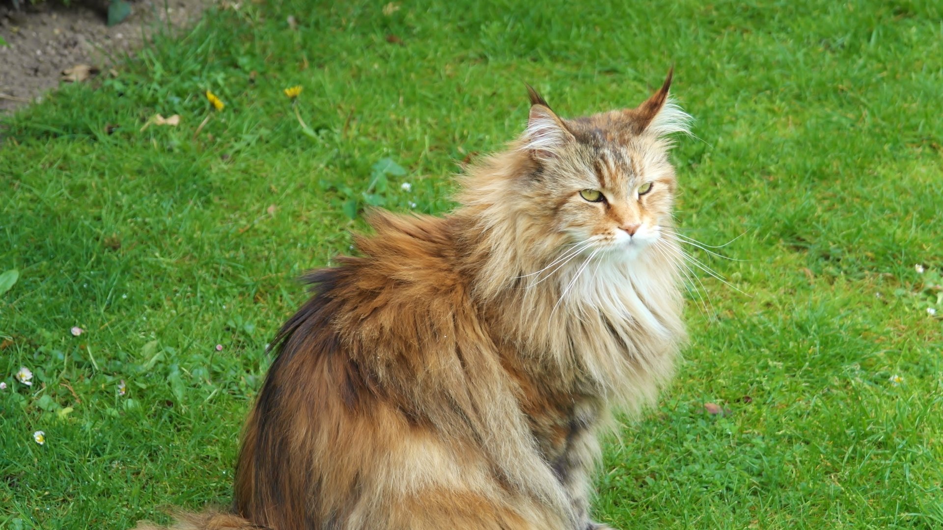 A fluffy, long-haired cat with a mix of brown and cream fur sits on green grass, looking off to the side.