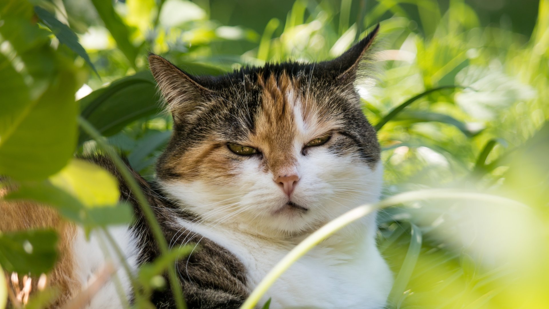 A calico cat nestled among green foliage, with a calm and relaxed expression in natural outdoor light.