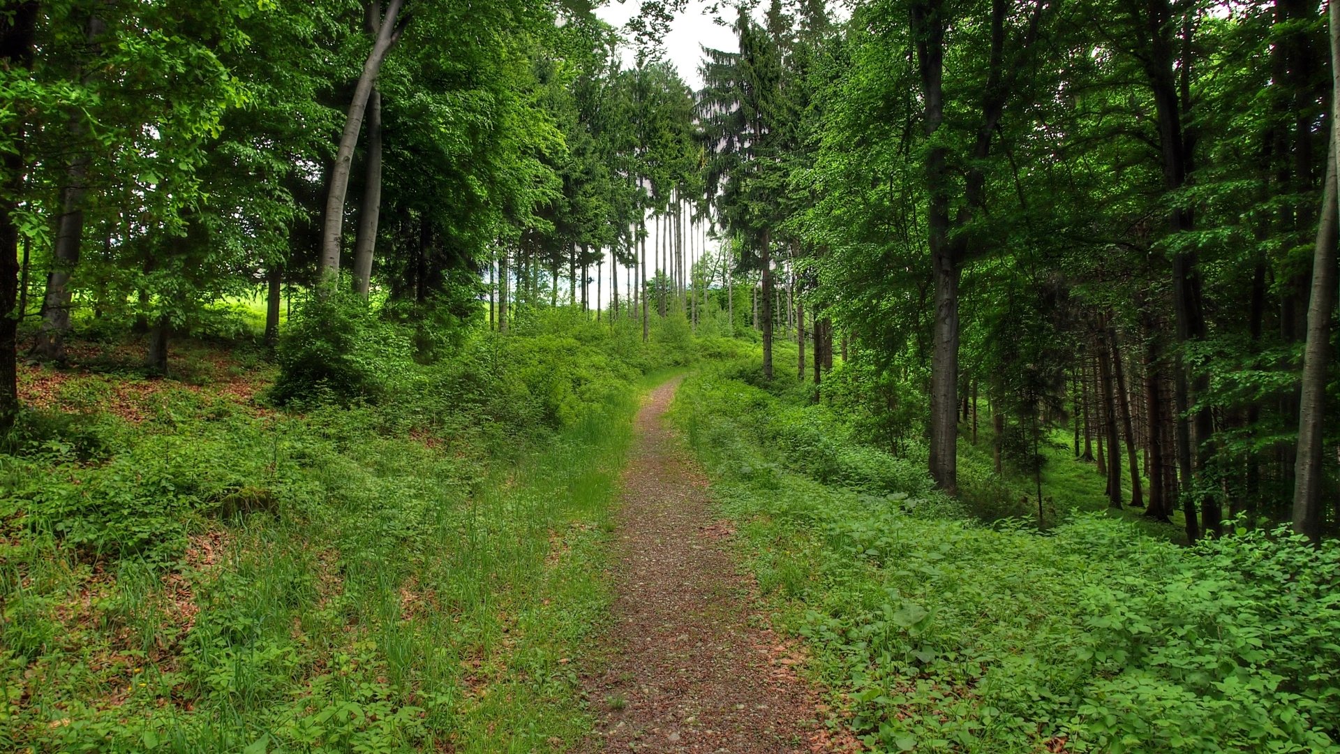 nature path Image