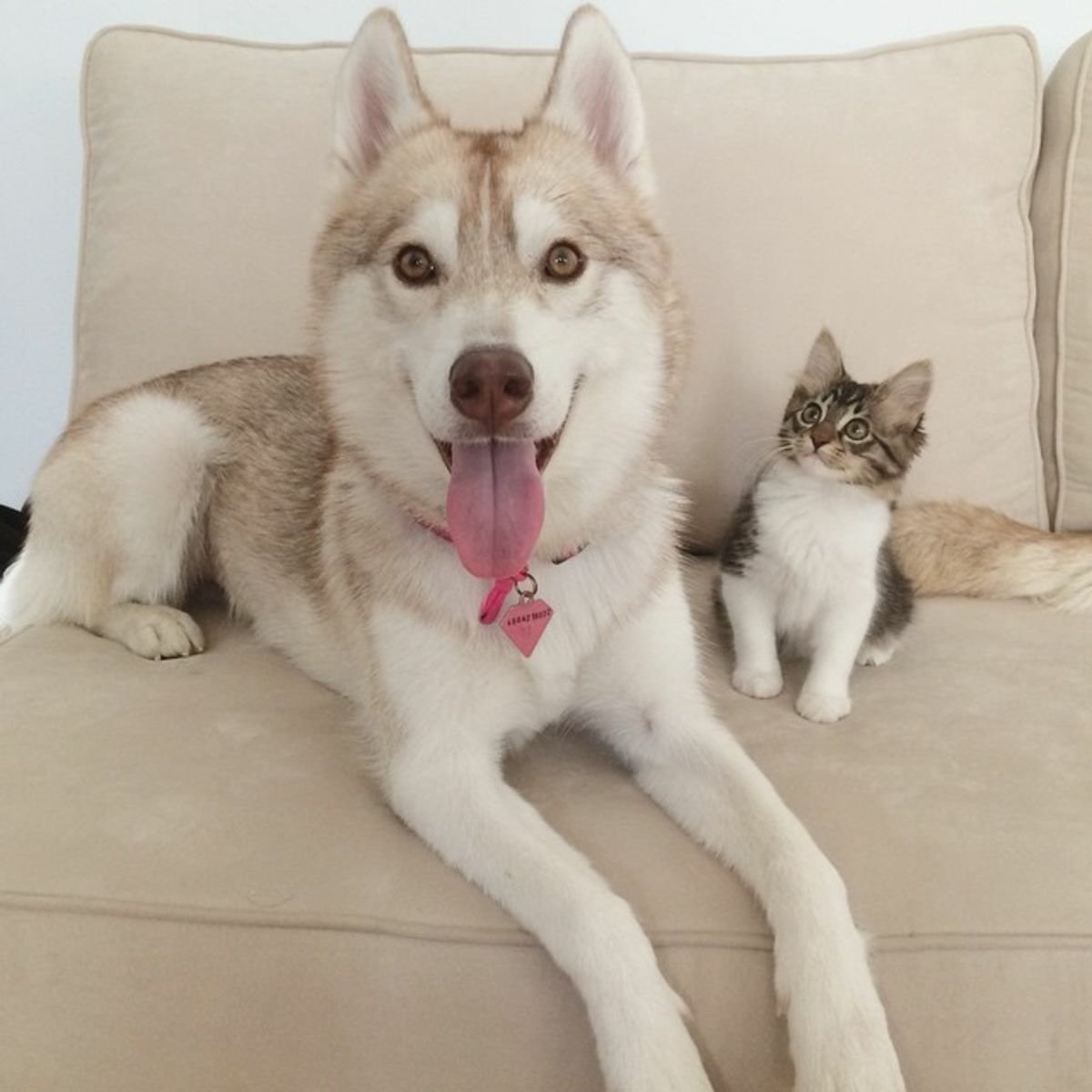 A playful Siberian Husky with a big smile lies on a couch beside a curious kitten, showcasing the charming bond between cats and dogs.