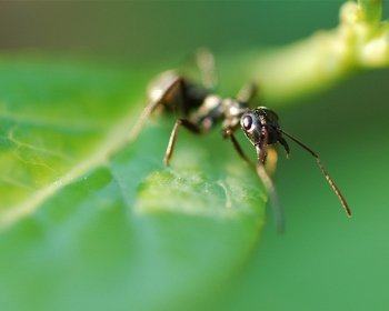 Preview Image 479713