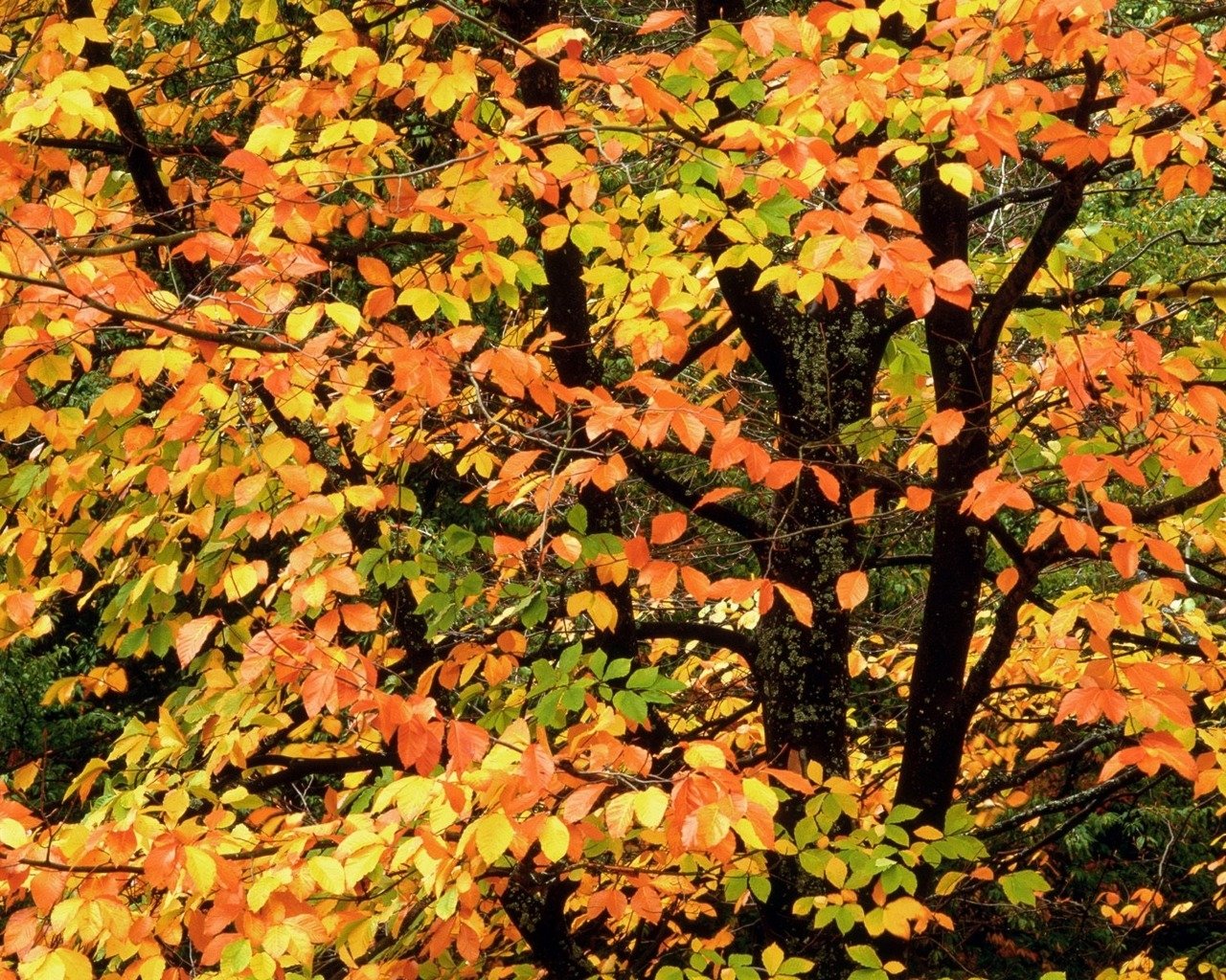 Download Photography Fall Image