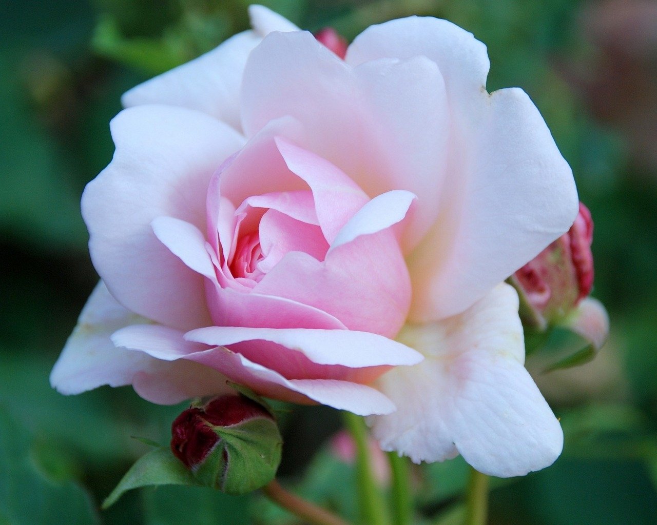 pink rose flower nature rose Image
