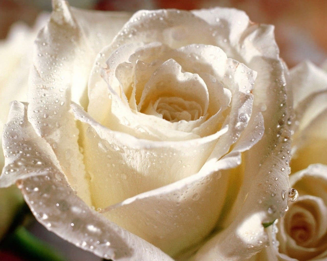A close-up of a white rose adorned with delicate water drops, capturing the beauty of nature and the intricate details of the flower's petals.