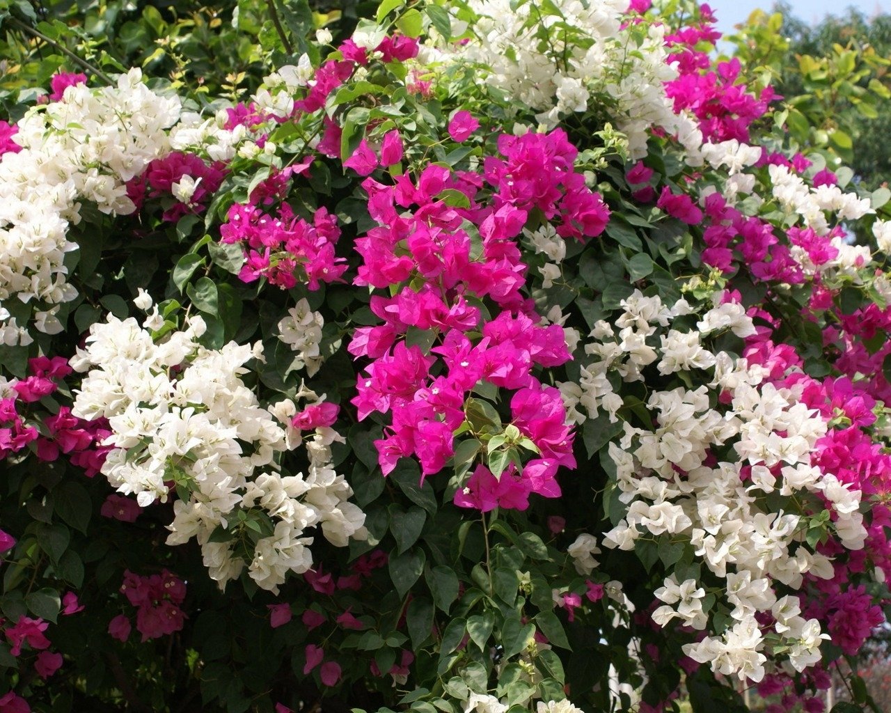 flower nature bougainvillea Image