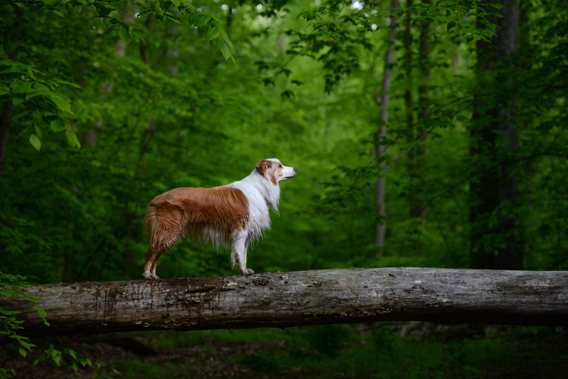 Australian shepherd stands on a fallen log in a lush green forest, alert and gazing ahead.