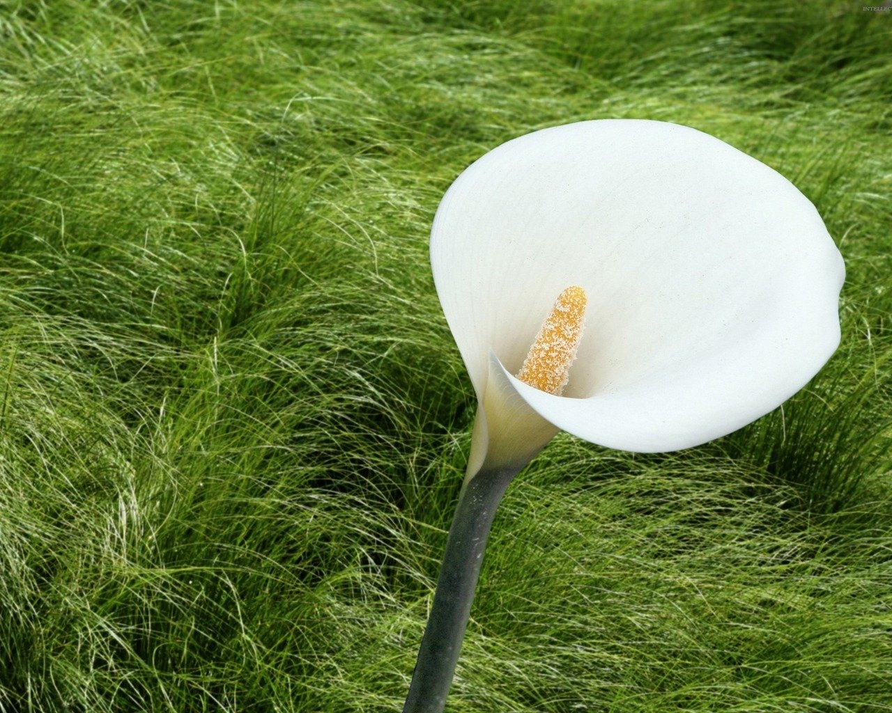 flower nature calla lily Image