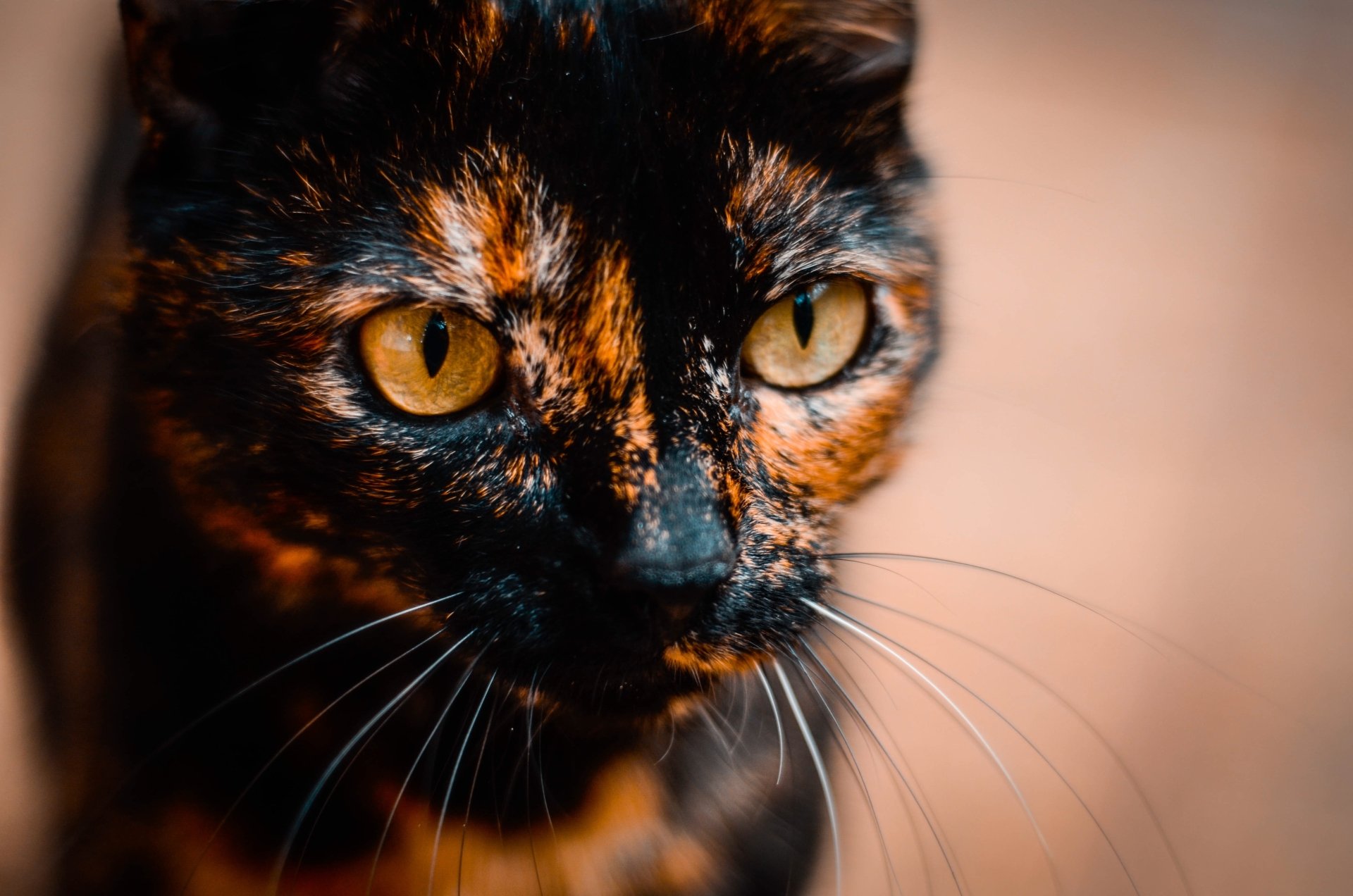 Close-up of a tortoiseshell cat, an animal with amber eyes and long whiskers, gazing against a warm, softly blurred background.
