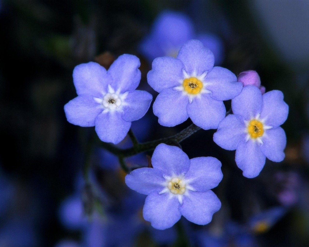 flower nature forget-me-not Image