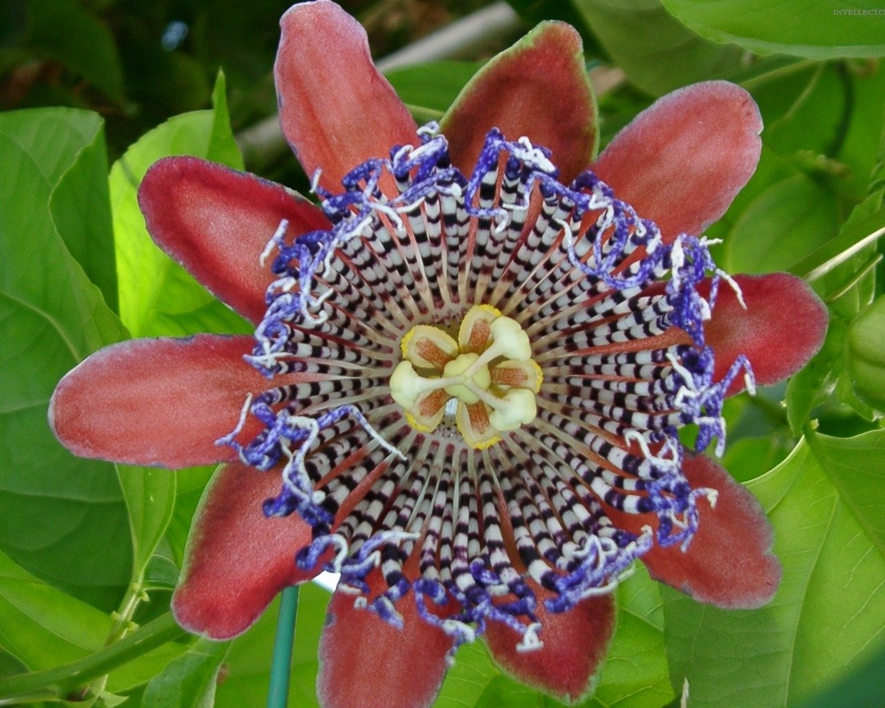 flower nature passion flower Image