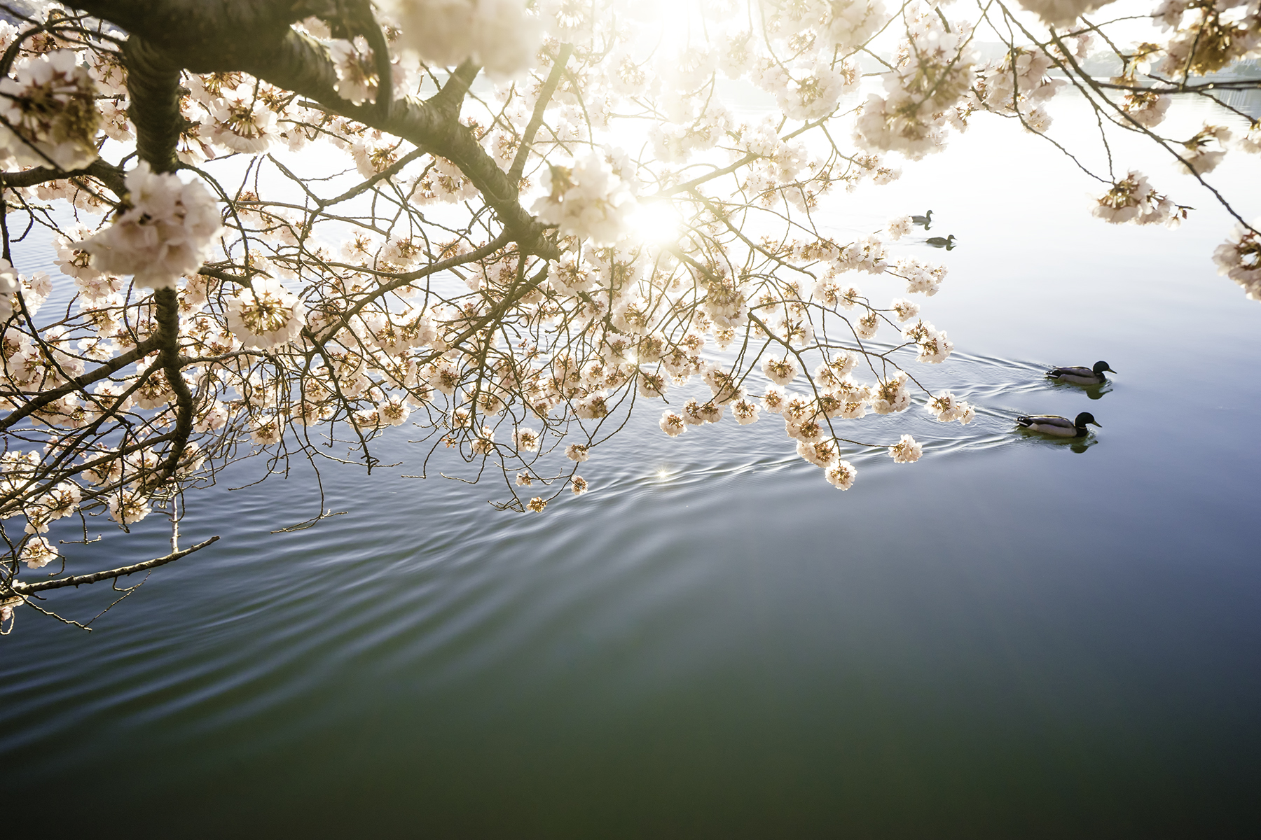Cherry Blossom Ducks by Angela Pan