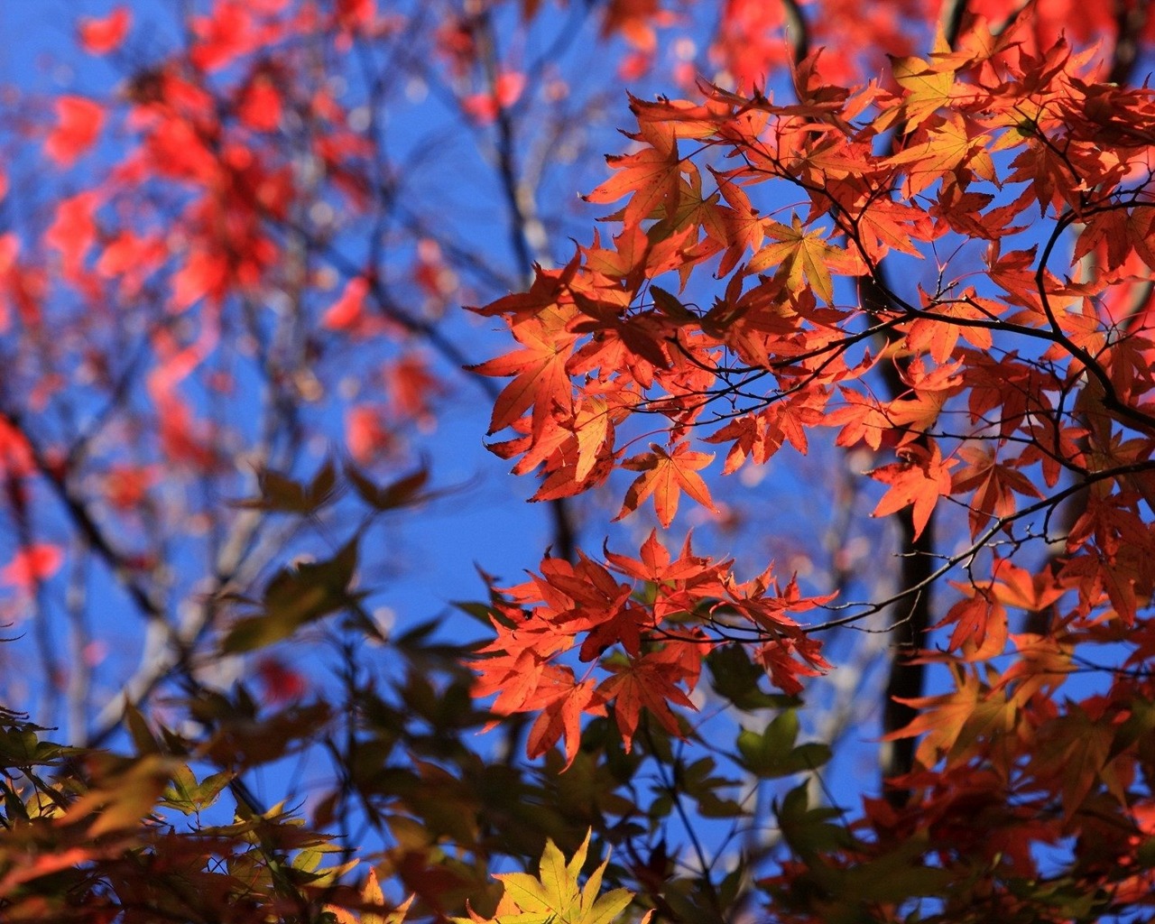 Leaf Picture - Image Abyss